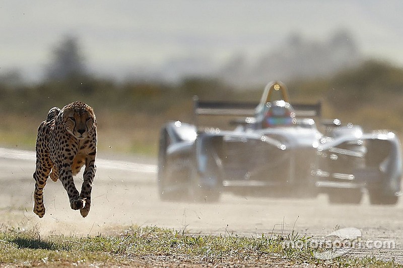 VÍDEO: Guepardo aposta corrida com carro da F-E