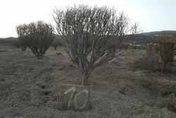 Impressionen aus Teneriffa