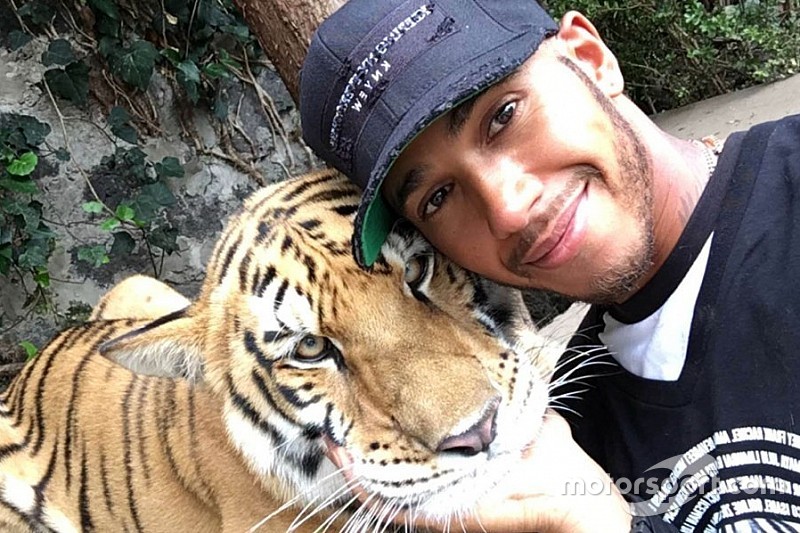 Hamilton se la juega con un impresionante tigre en México