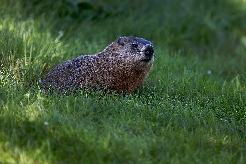 Una marmota mira la acción de la carrera