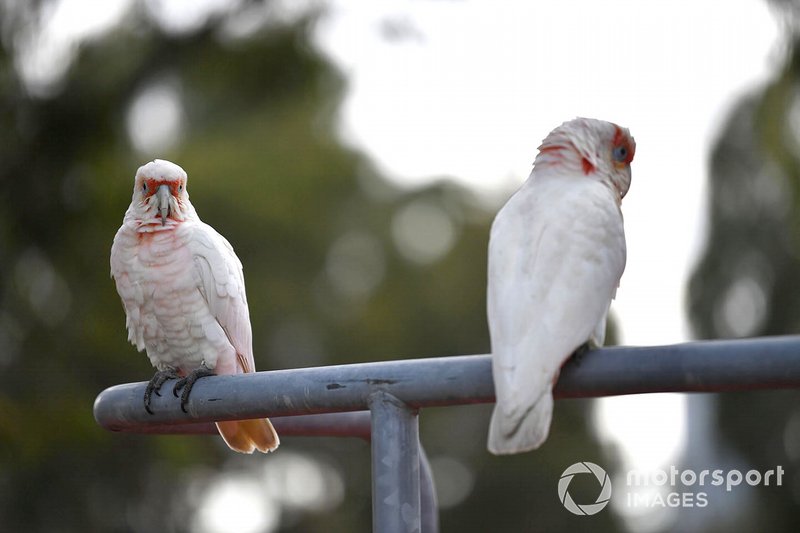 Birds perch on a railing