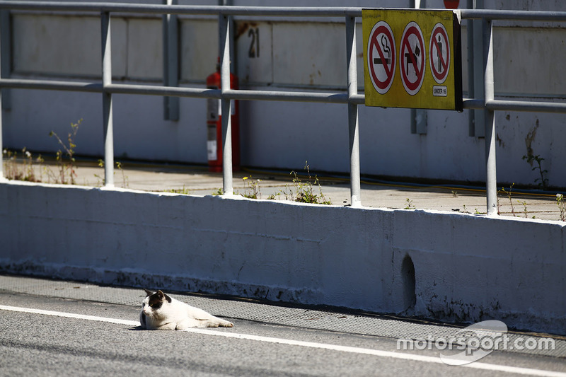 Un gato descansa en el pit lane