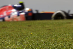 Карлос Сайнс-мл., Scuderia Toro Rosso STR11