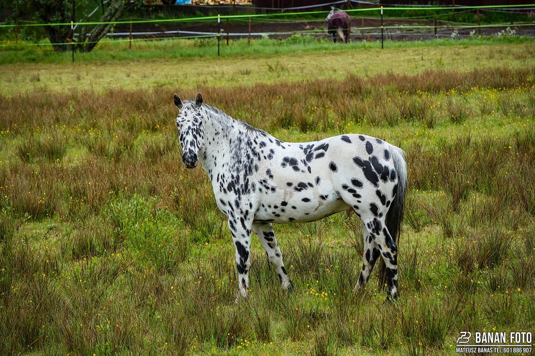 Rajd Skandynawii 2025