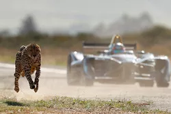 Sfida tra un ghepardo e una Formula E