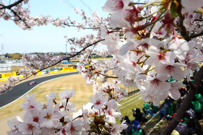 Cerezos en flor junto a la vía