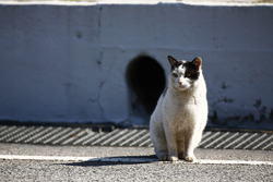 Un gato descansa en el pit lane