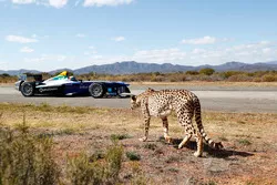 Ein Gepard rast ein Formule E-Einsitzer