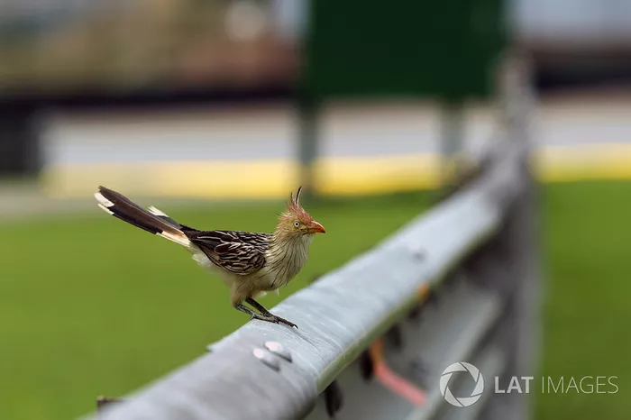 Un pájaro