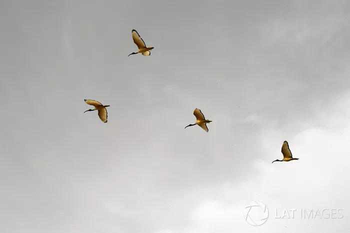 Aves