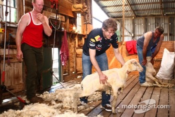 Sebastian Vettel, sheep shearing at a local farm, Red Bull Racing