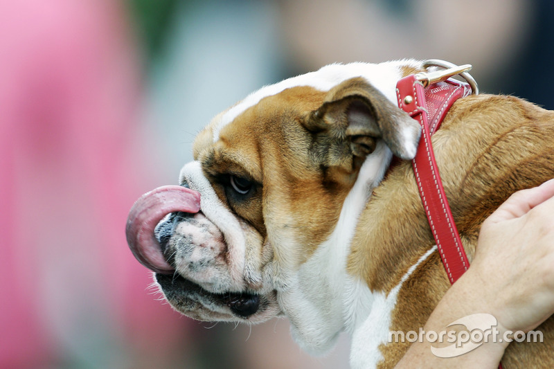 A dog owned by Lewis Hamilton, Mercedes AMG F1