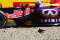 Un oiseau regarde Daniel Ricciardo, Red Bull Racing RB11 passer