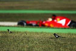 Эстебан Гутьеррес, Ferrari SF15-T
