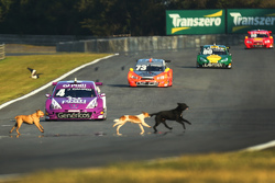 Cachorros invadem pista em Curitiba