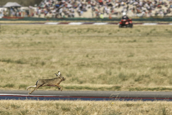 Una liebre saltando invade el circuito